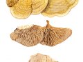 Daedalea quercina (L.: Fr.) Pers. , Eichenwirrling