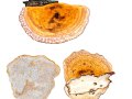 Daedaleopsis confragosa (Bolton: Fr.) J.Schröt. var. confragosa , Rötende Tramete