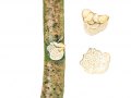 Dichomitus campestris (Quél.) Domanski & Orlicz , Haselporling , Schwärzender Porling