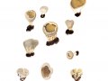 Dissingia confusa (Harmaja) Hansen & Wang , Kleine Becherlorchel , Kurzgerippte Lorchel