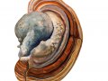 Fomes fomentarius (L.: Fr.) Fr. , Zunderschwamm