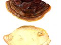 Ganoderma pfeifferi Bres. , Kupferroter Lackporling