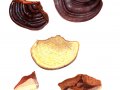 Ganoderma pfeifferi Bres. 2 , Kupferroter Lackporling