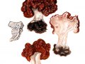 Gyromitra esculenta (Pers.: Fr.) Fr. , Frühjahr-Giftlorchel