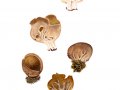 Helvella acetabulum (L.: Fr.) Quél. , Hochgerippte Becher-Lorchel