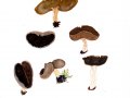 Helvella solitaria P:Karst. , Rippenstielige Becher-Lorchel