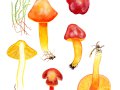 Hygrocybe punicea (Fr.: Fr.) P. Kumm. , Größter Saftling , Granatroter Saftling , Hochroter Saftling