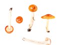 Hygrophorus discioides (Pers.: Fr.) Fr. , Braunscheibiger Schneckling