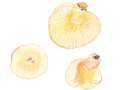 Hypomyces torminosus (Durieu & Mont.) Tul. , Heller Milchlings-Schmarotzer-Pustelpilz