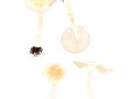 Inocybe whitei (Berk. & Broome) Sacc. , Rötender Risspilz , Rotweißer Risspilz , Weißrosa Risspilz