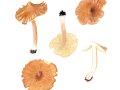 Inocybe asterospora  Quél. , Sternsporiger Risspilz