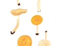 Inocybe dulcamara  (Albertini & v. Schwein.: Pers.) Kumm. , Bittersüßer Risspilz