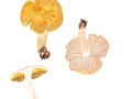 Inocybe-fraudans (Britzelm.) Sacc. ,  Birnen-Risspilz