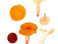 Lactarius fulvissimus  Kühner ,  Orangeroter Milchling