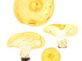 Lactarius intermedius (Krombh.) Berk. & Broome , Grubiger Weißtannen-Milchling