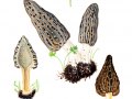 Morchella elata Fr. agg. , Spitz-Morchel , Hohe Morchel