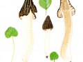 Morchella semilibera DV.: Fr. , Käppchen-Morchel , Halbfreie Morchel