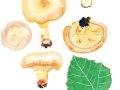 Paxillus obscurisporus  C.Hahn , Dunkelsporiger Krempling