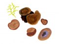 Peziza phyllogena  Cooke , 2 , Braunolivfarbener Becherling , Frühlings-Becherling