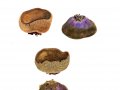 Peziza phyllogena Cooke , Braunolivfarbener Becherling , Frühlings-Becherling