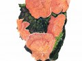Phlebia tremellosa  (Schrad.: Fr.) Nakasone , Gallertfleischiger Fälting