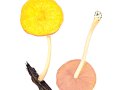 Pluteus leoninus (Schaeff.: Fr.) P. Kumm. , Löwengelber Dachpilz