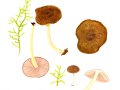 Pluteus romellii (Britzelm.) Sacc. , Gelbstieliger Dachpilz