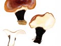 Polyporus badius (Pers.) Schwein. , Kastanienbrauner Schwarzfuß-Porling , Schwarzroter Stielporling , Süßriechender Stielporling