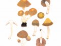 Psathyrella piluliformis (Bull.: Fr.) Ort. , Wässriger Mürbling , Weißstieliges Stockschwämmchen