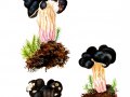 Pseudorhizina sphaerospora (Peck) Pouzar , 2 , Rundsporige Lorchel , Nadelholz-Scheinlorchel , Rundsporige Nadelholz-Scheinlorchel