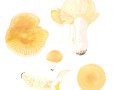 Russula grata Britzelm. , Mandel-Täubling