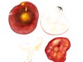 Russula graveolens Romell , Violetter Herings-Täubling