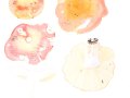 Russula lepida  Fr. , Harter Zinnober-Täubling