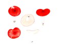 Russula nobilis Velen. , Buchen-Spei-Täubling
