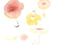 Russula odorata  Romagn. , Duftender Täubling , Duftender Zwerg-Täubling