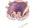 Sarcosphaera coronaria (Jacq.: Cooke) Schröt., 2 , Violetter Kronenbecherling , Kronenbecherling