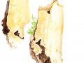 Scytinostroma hemidichoplyticum Pouzar , Mottenkugelpilz , Auffälliger Lederrindenpilz , Mottenkugel-Schichtpilz