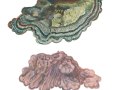 Auricularia mesenterica (Dicks. : Fr.) Pers. , Gezonter Ohrlappenpilz