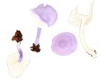 Calocybe ionides (Bull.) Kuehner , Veilchenblauer Schönkopf