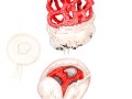 Clathrus ruber   P. Micheli: Link. , Roter Gitterling