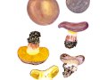 Cortinarius cf. murellensis