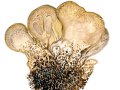 Scleroderma meridionale  Demoulin & Malencon , Mittelmeer-Kartoffelbovist