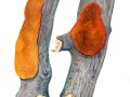 Dichomitus campestris  (Quél.) Domanski & Orlicz , Schwärzender Porling , Schwärzender Ast-Porling , Haselporling