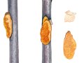 Dichomitus campestris (Quél.) Domanski & Orlicz , Schwärzender Porling , Schwärzender Ast-Porling , Haselporling