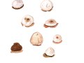 Disciseda bovista (Klotzsch) Henn. , Großer Scheibenbovist