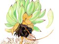 Endophyllum sempervivi  (Alb. & Schwein. ) de Bary , Hauswurzrost