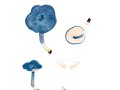 Entoloma atromadidum A.M. Ainsw. & B. Douglas , Blaugrauer Rötling