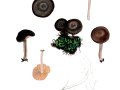 Entoloma vindobonense  Noordel. & Hauskn. , Kleiner Trockenrasen-Rötling