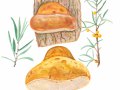 Fomitoporia hippophaeicola   H. Jahn , Sanddorn-Feuerschwamm 2