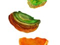 Fuscoporia torulosa (Pers.) Wagner & Fisch , Wulstiger-Feuerschwamm 2